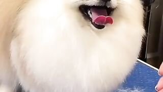 Cute Dog - #53