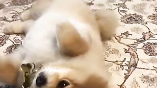 Cute Dog - #54