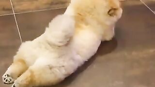 Cute Dog - #55