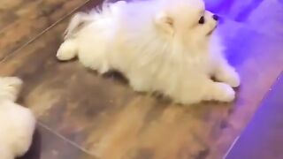 Cute Dog - #56
