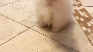 Cute Dog - #57