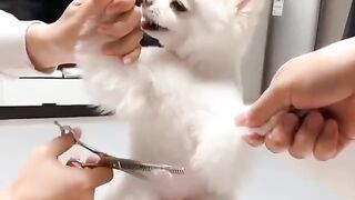 Cute Dog - #58
