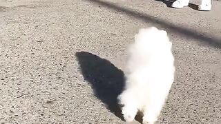 Cute Dog - #59