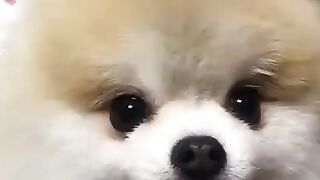 Cute Dog - #60
