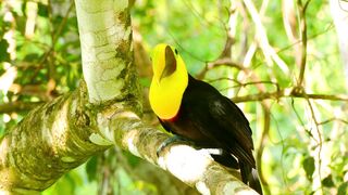 birds video | beautiful birds | follow