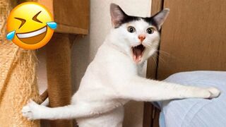 Funniest Animals 2023  Funniest Cats and Dogs
