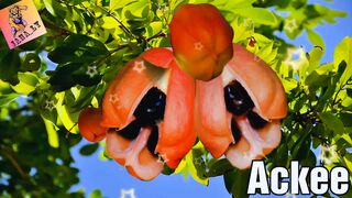 Fruits Name for kids pictures to picture