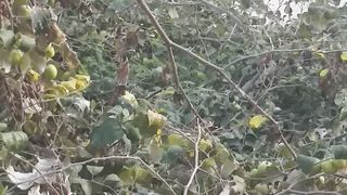 berry ka khoobsurat darakht