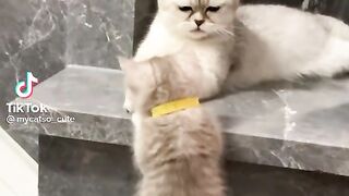 Cute Cats