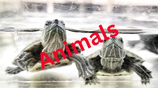 Animals, Dogs, Cats, Birds, Pet Animals