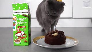 Happy Birthday Cat 2 years Being.cute.is.an.ability