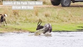 Top dogs: African Wild Dogs