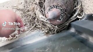 Cute Dove