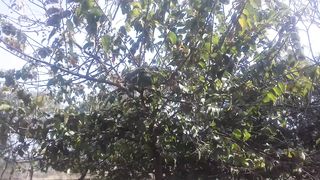 GUESS THE TREE