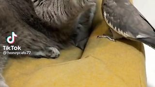 Cocktail Cat