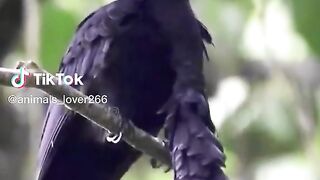 Strange Bird