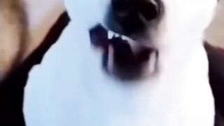 Funny dogs viral video