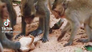 Monkeys