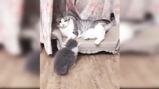 More Cute Animals for When You are Stressed