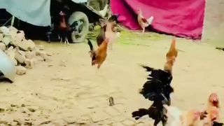 Aseel murga fighte full power full fight with five aseel
