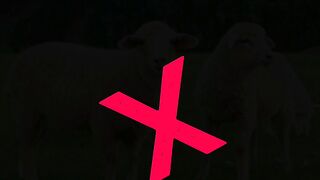 Halal animal in Islam