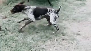 Crazy Funny Dogs Random Viral Clips