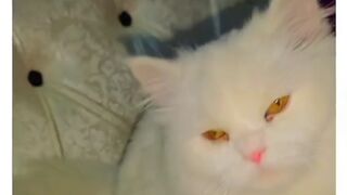 So cute