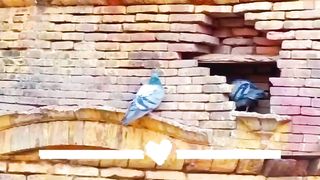 Beautiful Pigeon