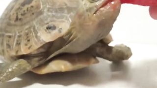 A turtle eating strawberry/rare sence