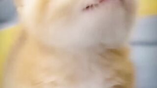 cute baby cat