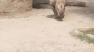 Rhinoceros coming