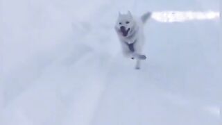 crazy dog.
