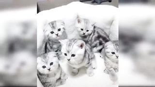 Funny Cats and Kittens Meowing Compilation