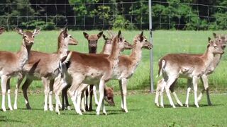 Amazing facts about deer in hindi urdu|Shocking facts