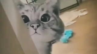 Cats reaction