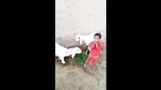 goats for seal