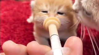 Little Kitty feed video on febspot
