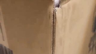 Best Cute Cats