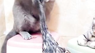 Funny Cat Fight Video