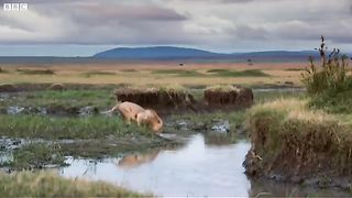 Lion is trapped by clan of hyenas | viral video | MrHappy7 | 2023