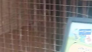 Lion walking