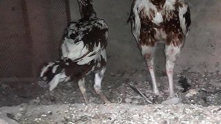 Italian hens