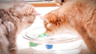 Cute cat are playing with fish ???? ????