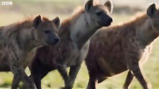 Lion trapped by clan of hyenas | viral videos | MrHappy7 | 2023