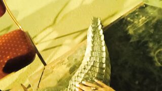 Crocodile/ pet animal in Karachi
