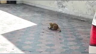 Tom & Jerry Life ???? really Cat playing with Rat