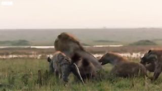 Lion is trapped by clan of hyenas | viral video | MrHappy7 | 2023