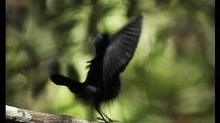 Dancing birds very beautiful birds