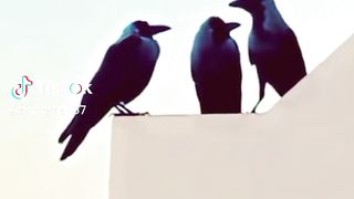 funny crow
