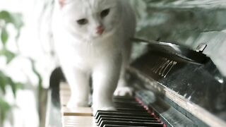 cat entertainment video